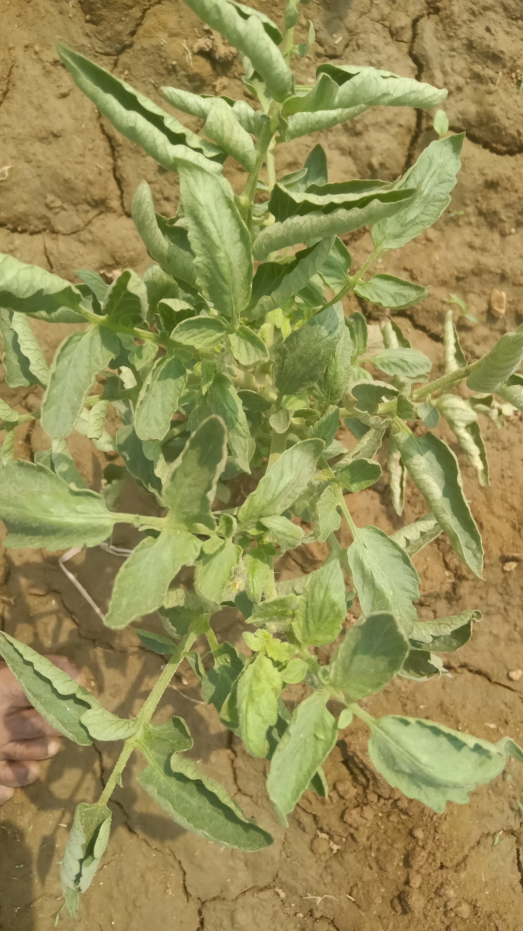 Patta-Sukha-Diya-aur-Phool-bhi-Sukh-Jara