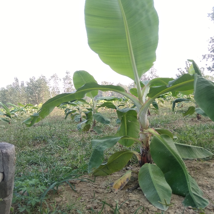 sir-kele-banana-k-plant-ko-pale-sardi-se-kaise
