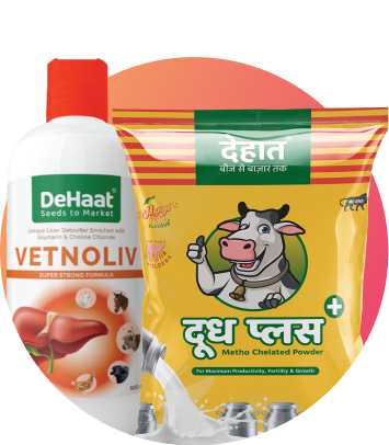 गुरेढोरे आहार